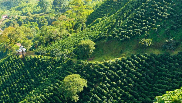 Producción de café: mejoras aún insuficientes